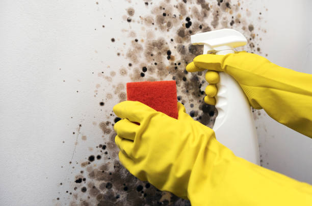 Best Mold Testing  in Woodville, CA