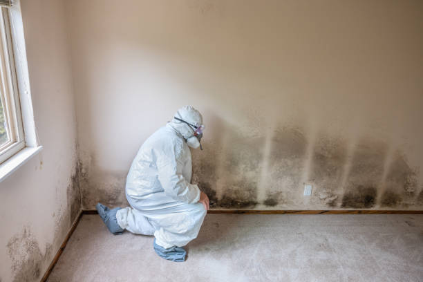 Attic Mold Removal in Woodville, CA