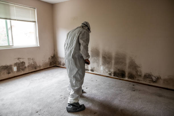 Best Mold Damage Repair  in Woodville, CA