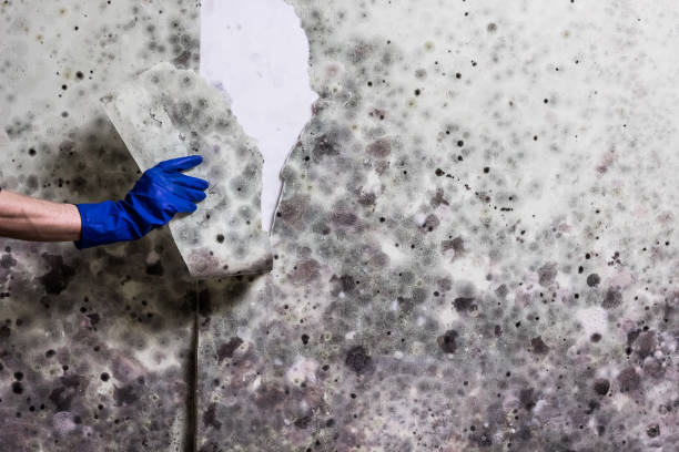 Best Commercial Mold Removal  in Woodville, CA