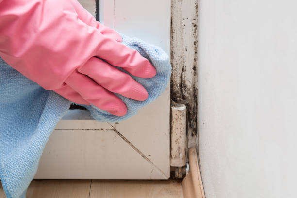 Best Mold Damage Repair  in Woodville, CA