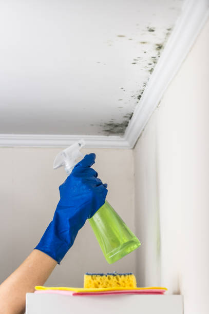 Best Black Mold Removal  in Woodville, CA