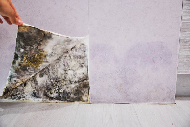 Best Fast Mold Removal  in Woodville, CA